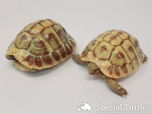 Testudo Hermanni Specie Di Tartaruga Terrestre Special Turtles