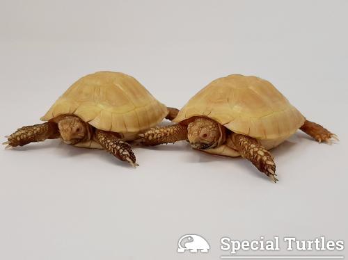 Testudo Hermanni Specie Di Tartaruga Terrestre Special Turtles