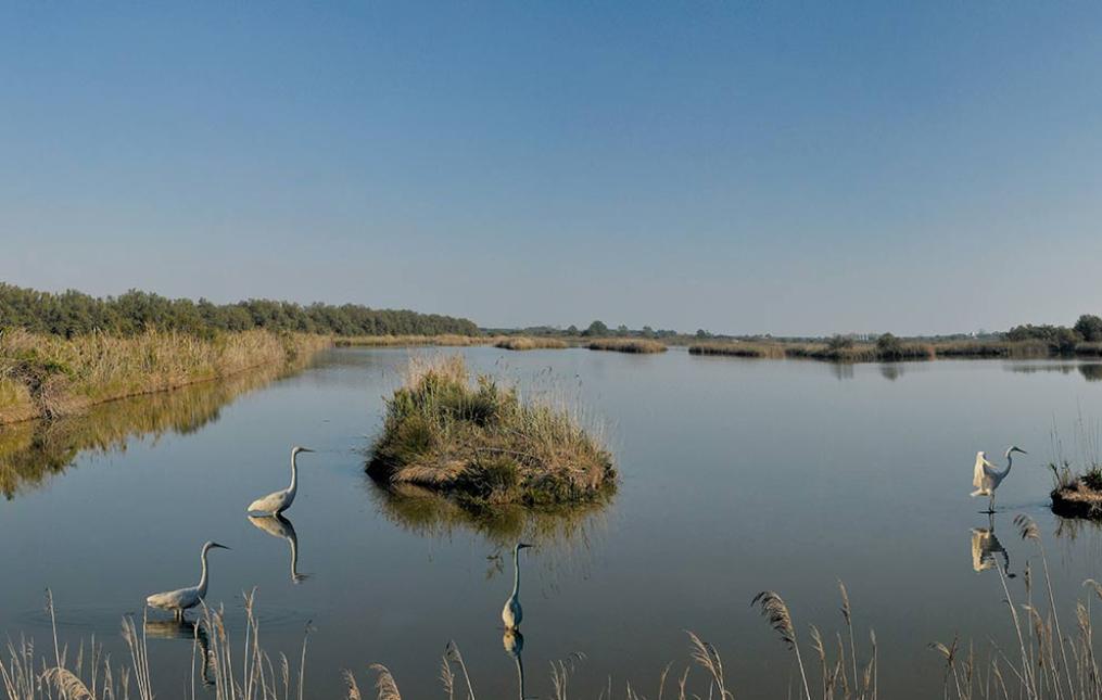 tomasitourism en excursions-delta-del-po-comacchio 006